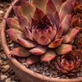 Sempervivum-Sorte Michael im Pflanztopf