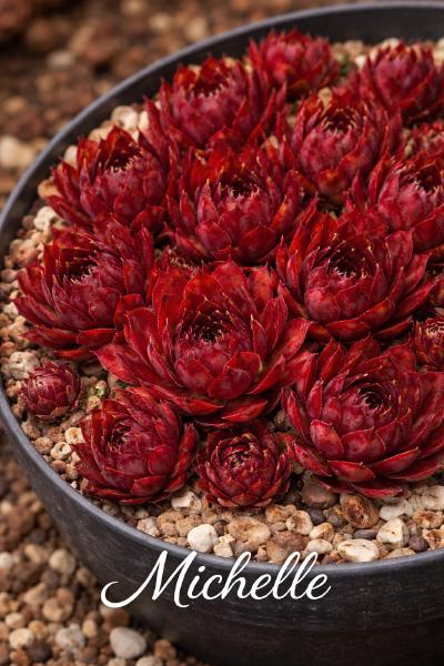 Sempervivum-Sorte Michelle im Pflanztopf