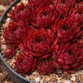 Sempervivum-Sorte Michelle im Pflanztopf