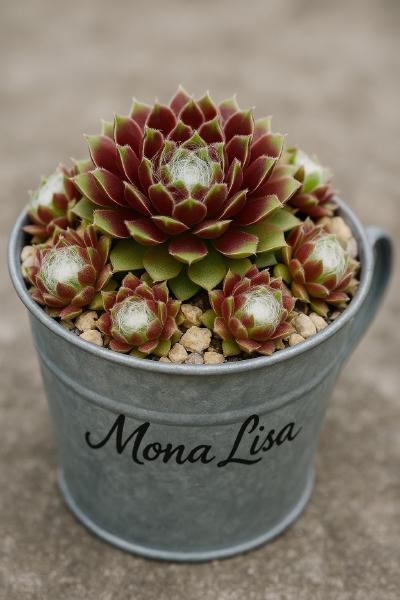 Sempervivum-Sorte Mona Lisa im Pflanztopf