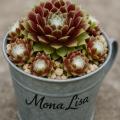 Sempervivum-Sorte Mona Lisa im Pflanztopf