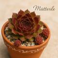 Sempervivum-Sorte Mütterle im Pflanztopf
