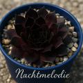 Sempervivum-Sorte Nachtmelodie im Pflanztopf