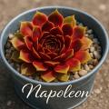 Sempervivum-Sorte Napoleon im Pflanztopf