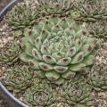 Sempervivum-Sorte Neida im Pflanztopf