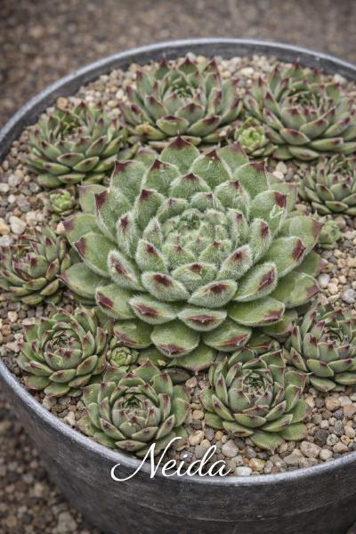 Sempervivum-Sorte Neida im Pflanztopf