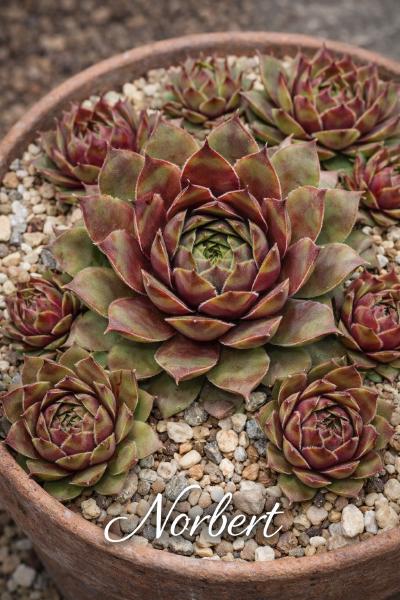 Sempervivum-Sorte Norbert im Pflanztopf