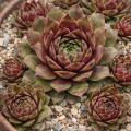 Sempervivum-Sorte Norbert im Pflanztopf