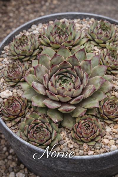 Sempervivum-Sorte Norne im Pflanztopf
