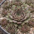 Sempervivum-Sorte Norne im Pflanztopf