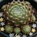 Sempervivum-Sorte Nova im Pflanztopf