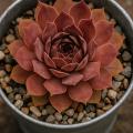 Sempervivum-Sorte Oberon im Pflanztopf