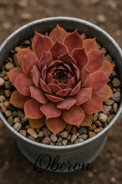 Sempervivum-Sorte Oberon im Pflanztopf
