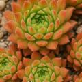 Sempervivum-Sorte Odette im Pflanztopf