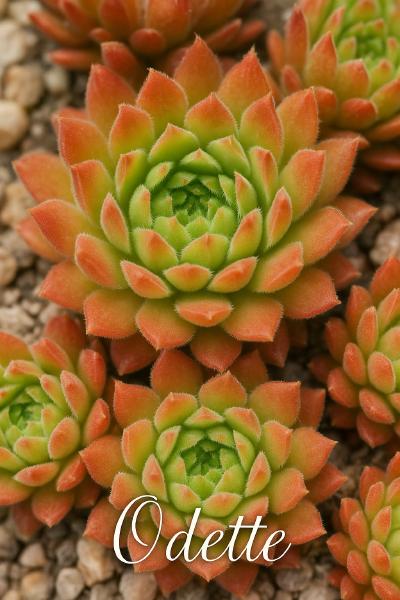 Sempervivum-Sorte Odette im Pflanztopf