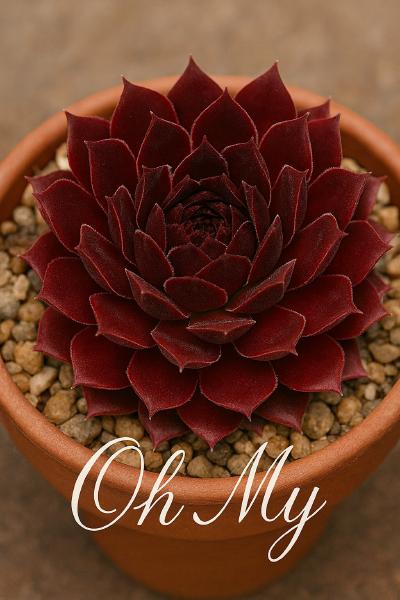 Sempervivum-Sorte Oh My im Pflanztopf
