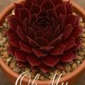 Sempervivum-Sorte Oh My im Pflanztopf