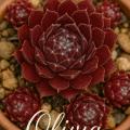 Sempervivum-Sorte Olivia im Pflanztopf