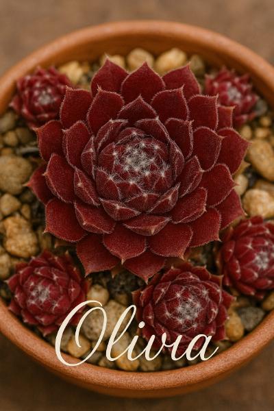 Sempervivum-Sorte Olivia im Pflanztopf