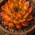 Sempervivum-Sorte Orange Glow im Pflanztopf