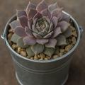 Sempervivum-Sorte Pacific Blue Ice im Pflanztopf
