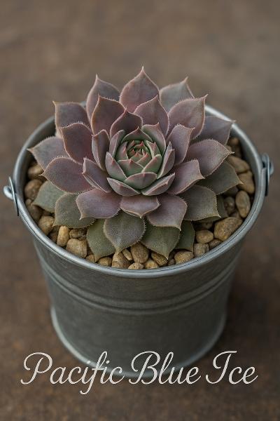 Sempervivum-Sorte Pacific Blue Ice im Pflanztopf