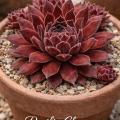 Sempervivum-Sorte Pacific Charm im Pflanztopf