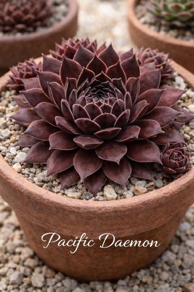 Sempervivum-Sorte Pacific Daemon im Pflanztopf