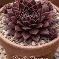 Sempervivum-Sorte Pacific Daemon im Pflanztopf
