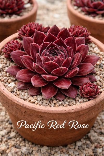 Sempervivum-Sorte Pacific Red Rose im Pflanztopf