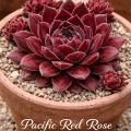 Sempervivum-Sorte Pacific Red Rose im Pflanztopf