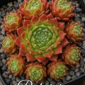 Sempervivum-Sorte Patricia im Pflanztopf