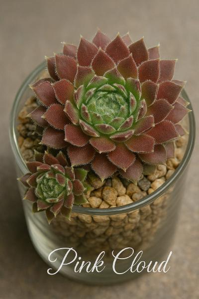 Sempervivum-Sorte Pink Cloud im Pflanztopf