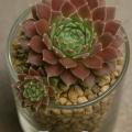 Sempervivum-Sorte Pink Cloud im Pflanztopf