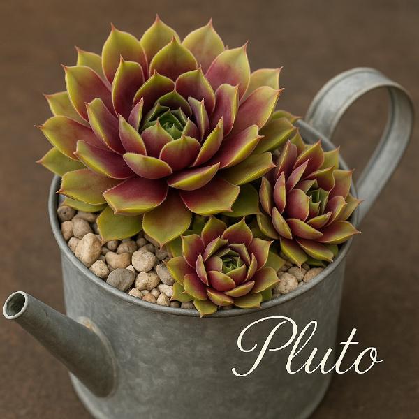 Sempervivum-Sorte Pluto im Pflanztopf