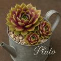 Sempervivum-Sorte Pluto im Pflanztopf