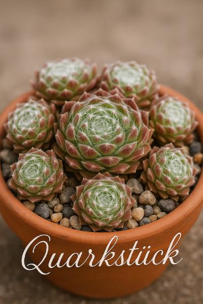 Sempervivum-Sorte Quarkstück im Pflanztopf