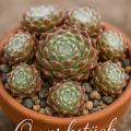 Sempervivum-Sorte Quarkstück im Pflanztopf