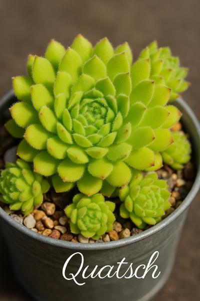 Sempervivum-Sorte Quatsch im Pflanztopf