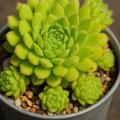 Sempervivum-Sorte Quatsch im Pflanztopf