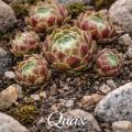 Sempervivum-Sorte Quax im Steingarten