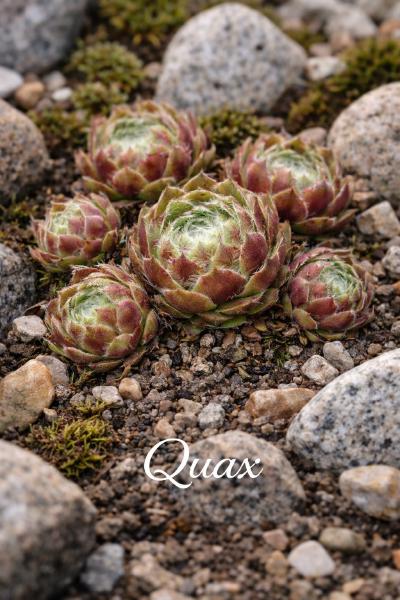 Sempervivum-Sorte Quax im Steingarten