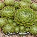 Sempervivum-Sorte Queen Charlotte im Steingarten