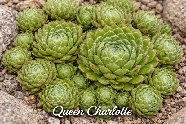 Sempervivum-Sorte Queen Charlotte im Steingarten