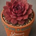 Sempervivum-Sorte Queen Fabiola im Pflanztopf