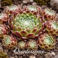 Sempervivum-Sorte Quintessence im Steingarten