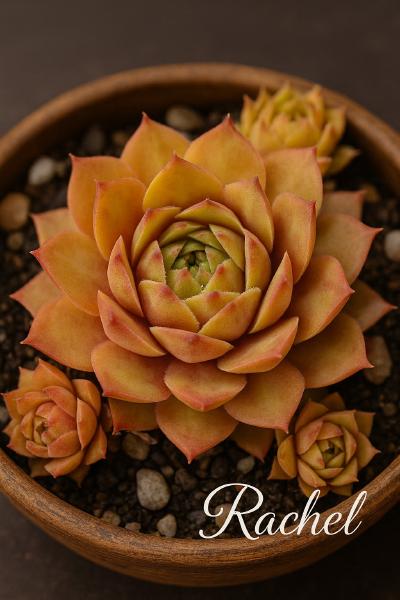 Sempervivum-Sorte Rachel im Pflanztopf
