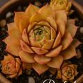 Sempervivum-Sorte Rachel im Pflanztopf