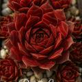 Sempervivum-Sorte Red Lion im Pflanztopf
