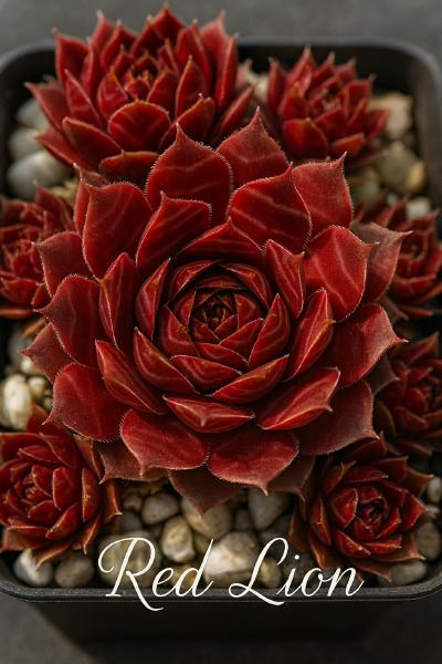 Sempervivum-Sorte Red Lion im Pflanztopf